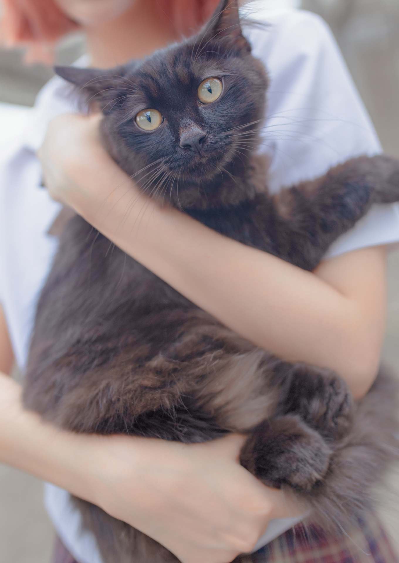 疯猫ss和猫