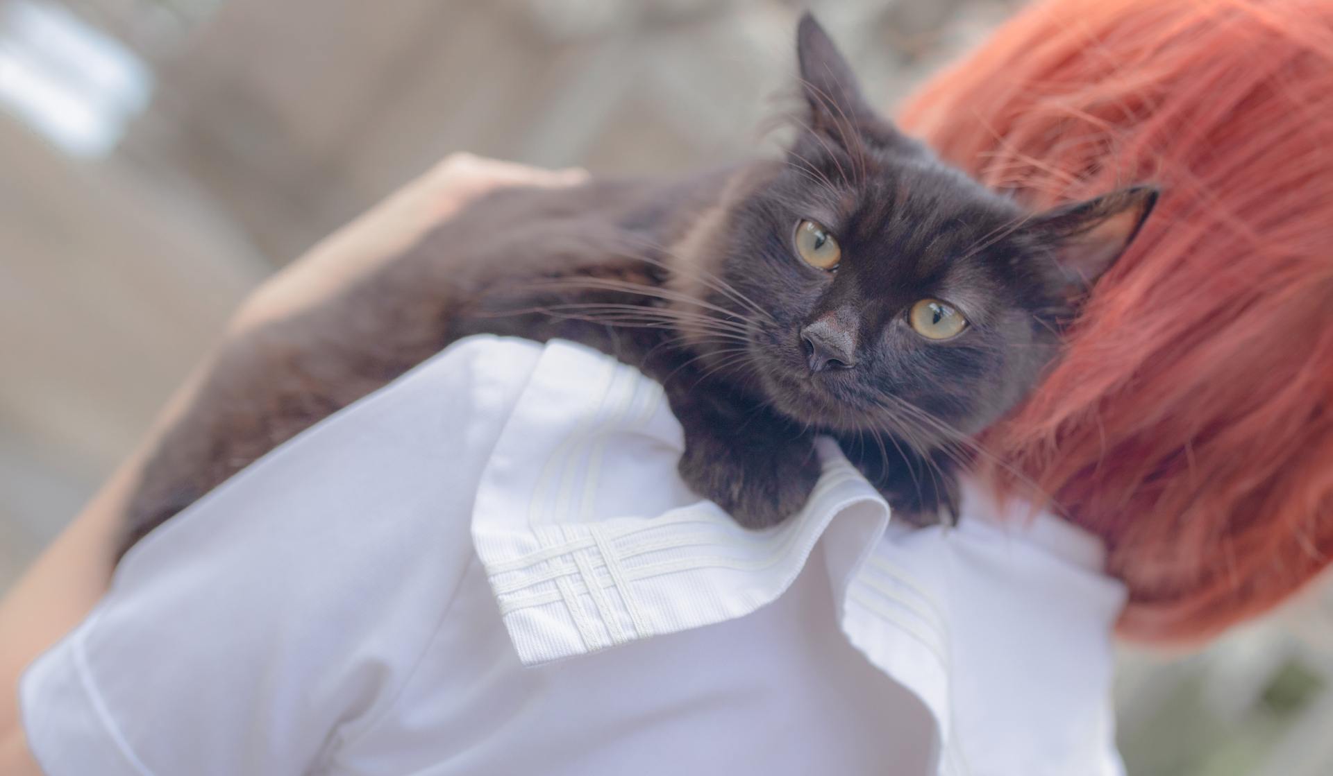 疯猫ss和猫